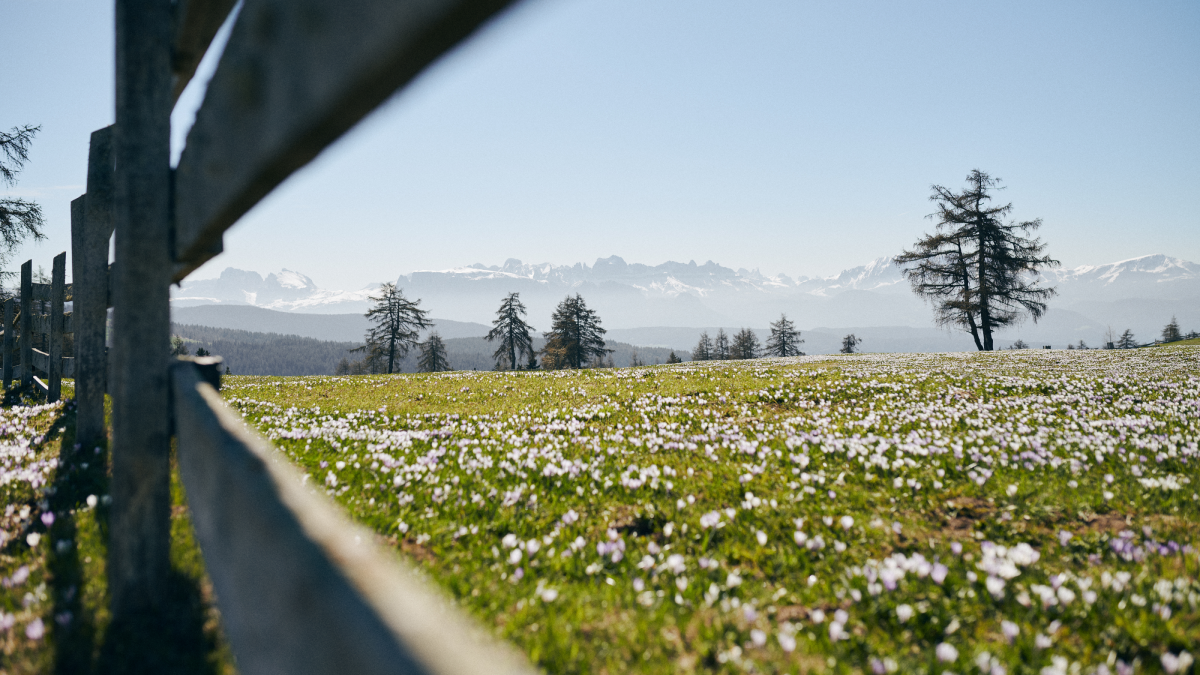 Die ersten Frühlingsgefühle ...