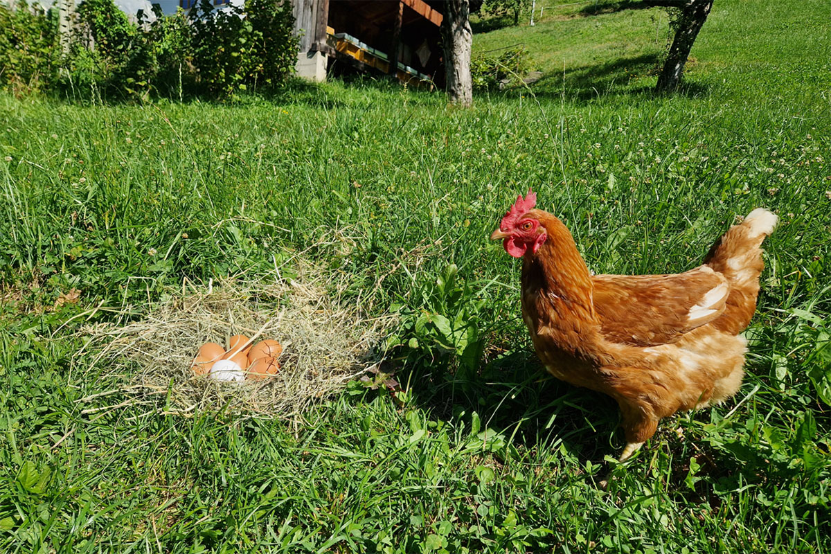 Hühnerfüttern und Eierausnehmen